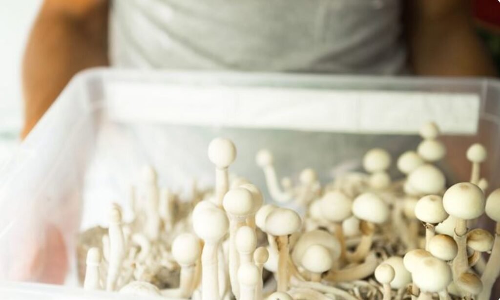 Architects Turn to Mushrooms and Mycelium for Eco-Friendly Materials
