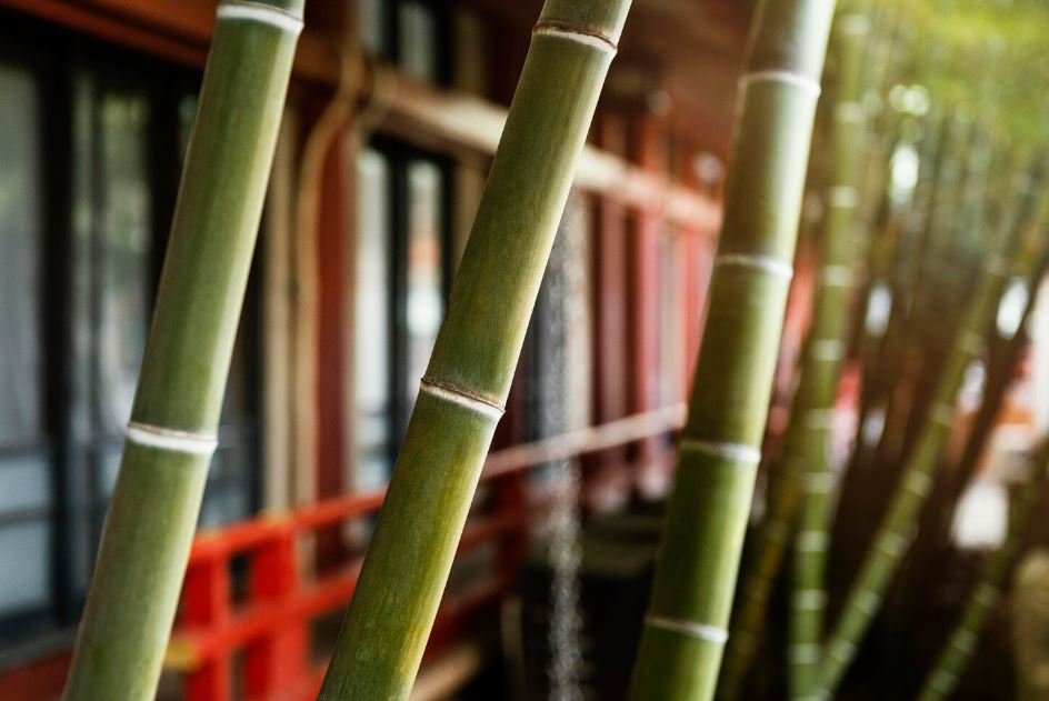 Can Bamboo Really Replace Steel - Experts Say Maybe.